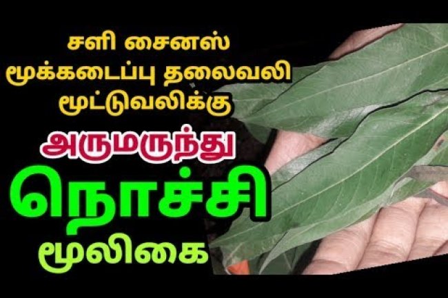 Nochi Ilai Uses | நொச்சி இலை தரும் ஆச்சரியமூட்டும் மருத்துவ பயன்கள் | Dheivamtv
